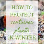 How To Protect Container Plants In Winter