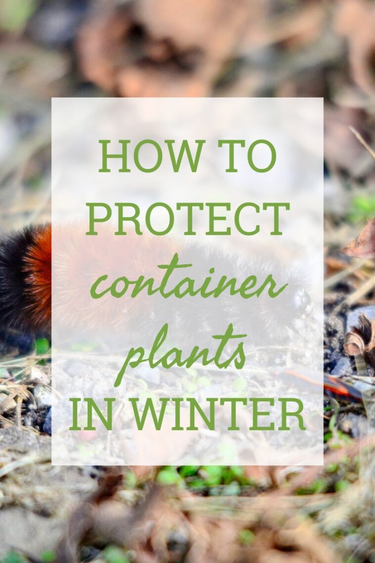 How To Protect Container Plants In Winter