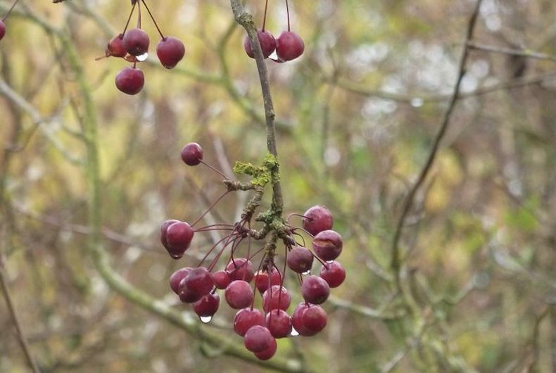Red berries of crab apple tree