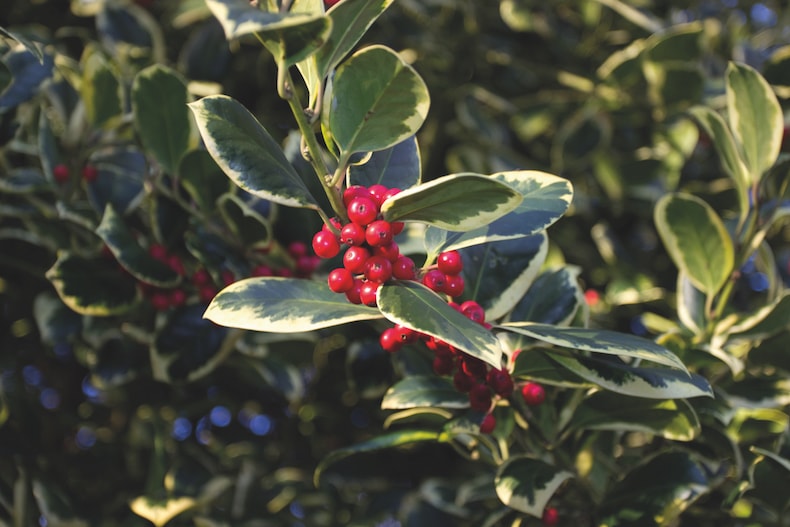 Red holly berries with holly leaves