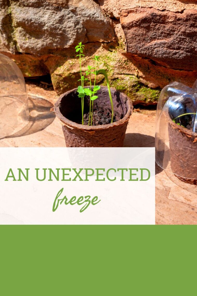 How I Protect Plants From An Unexpected Freeze