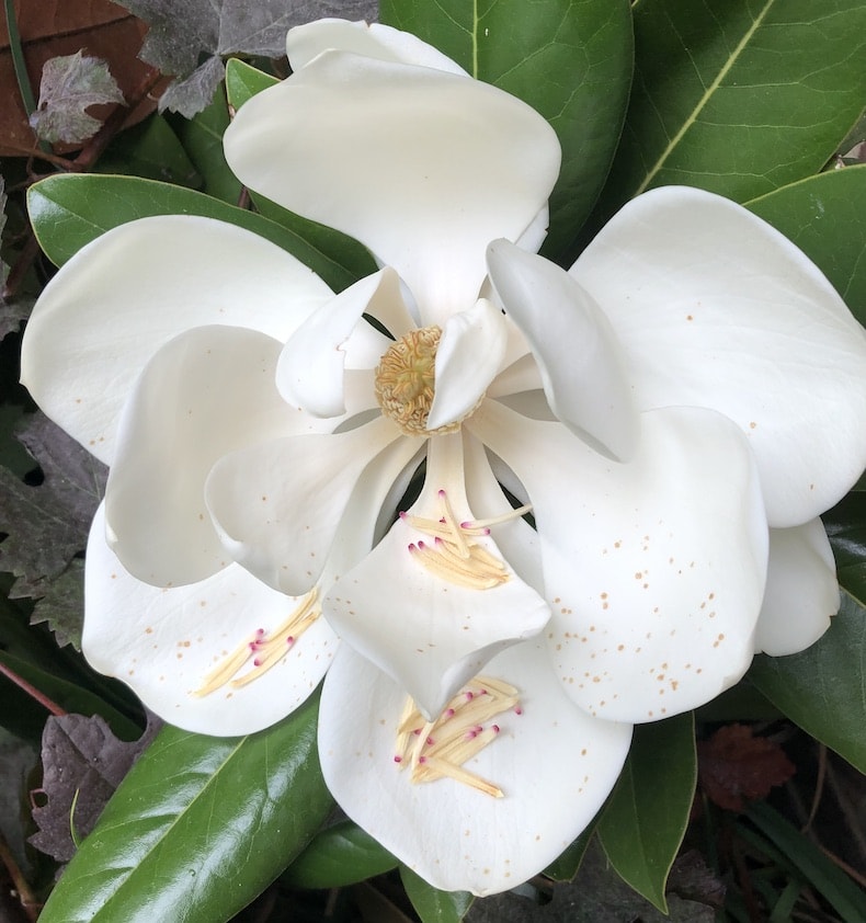 Closeup of white magnolia flower