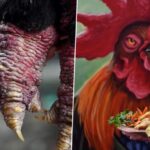 Vietnam's 'Dragon Chicken' With Big Lumpy Legs is a Popular Lunar New Year Delicacy; See Pics of The Expensive Dong Tao Chicken