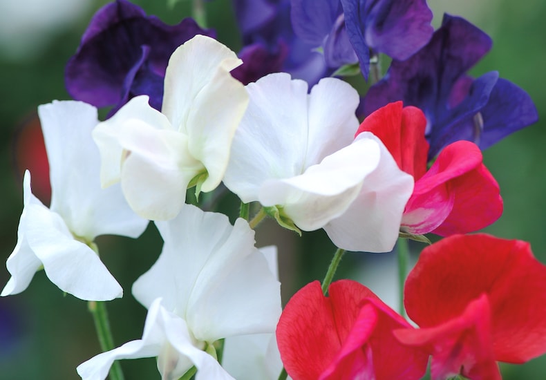 Red white and blue sweet peas