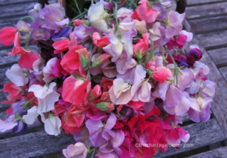 Coloured sweet pea flowers on table