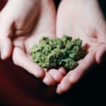 Therapeutic Effects of Consuming Marijuana