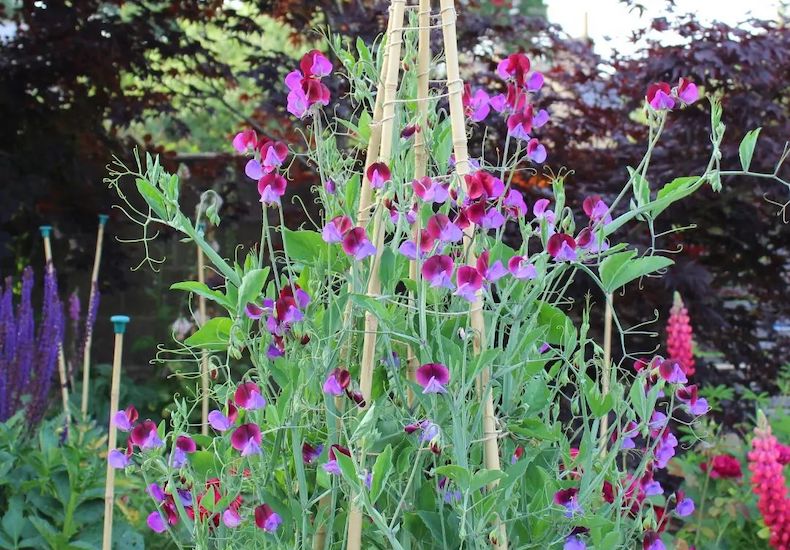Purple sweet peas growing up wooden obelisk
