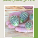 I Needle Little Help Repotting Cactus