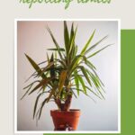 Pushing Repotting Limits With A Spineless Yucca
