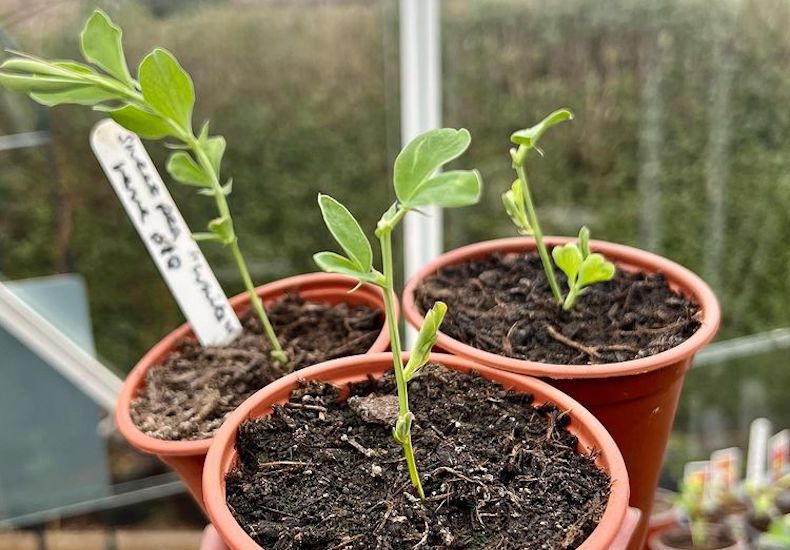 Sweet pea seedlings in pot