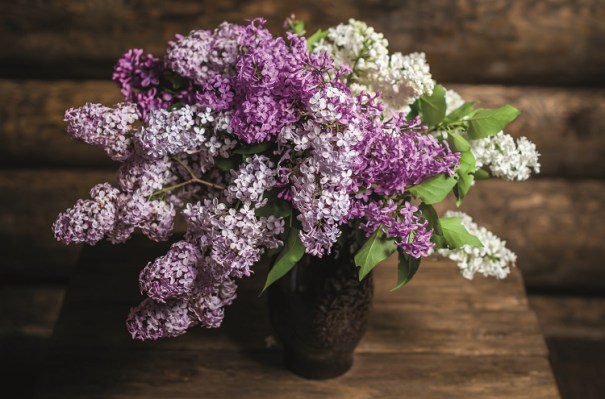 Three colours of lilac cut flowers - purple, mauve and white - shown spiling over the edges of a dark ceramic vase placed on a wooden table that's inside a wooden cabin