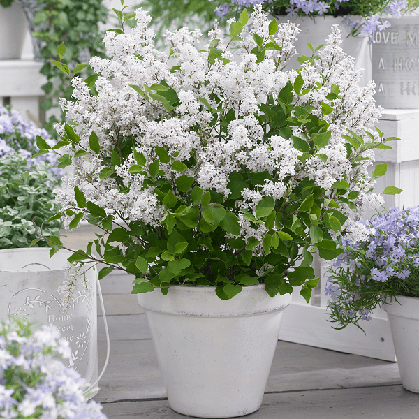 Dwarf lilac flowerfesta white shown in full bloom, covered in white flowers, growing in a white planter outdoors on a grey decked area, surrounded by other garden plants