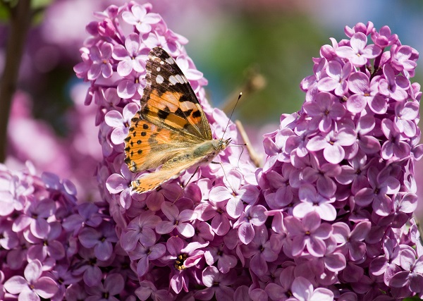 A close-up picture of three common lilac flowers, with a painted lady butterfly feasting on their nectar