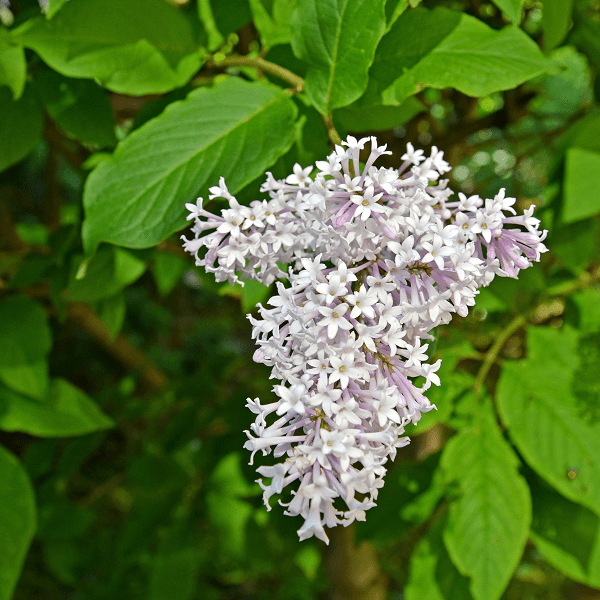 A pale-mauve lilac josikaea bloom shown in close-up against green foliage