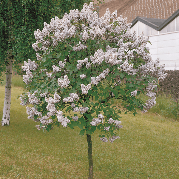 A standard lilac palibin tree shown in full bloom, like a lollipop of colour, planted in a lawn with a silver birch tree beyond it