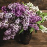 How to grow lilacs | Thompson & Morgan Blog