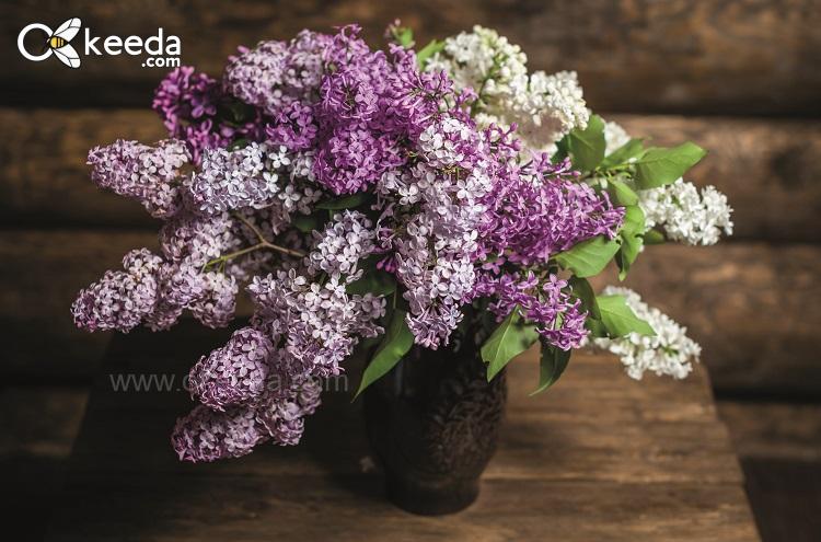 How to grow lilacs | Thompson & Morgan Blog