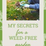 My Secrets For A Weed-Free Garden