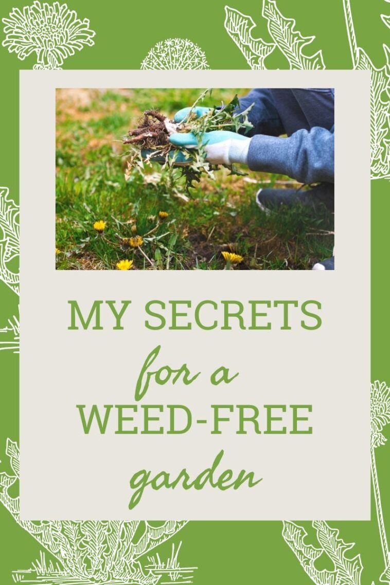 My Secrets For A Weed-Free Garden