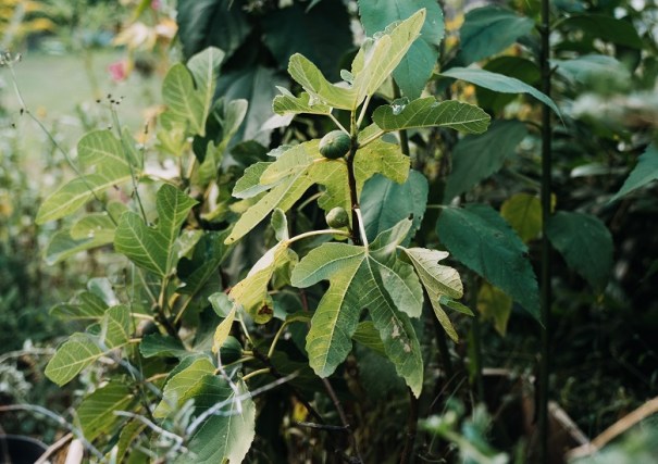 Image shows a close-up on a fig tree growing in a garden border, with green lobed leaves and two green unripe figs.