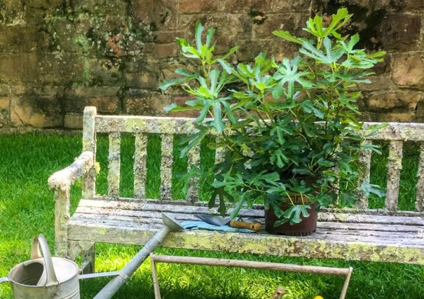 Image shows a recently potted fig tree in a pot on a wooden bench seat in a garden, with a trowel, metal watering can and a pair of gardening gloves.