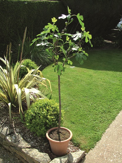 Image shows a standard fig tree growing in a terracotta pot. The tree has a lollipop of green foliage on a single tall stem. The pot is stood in a perennial garden border edged with stone walling, with a lawn behind it.