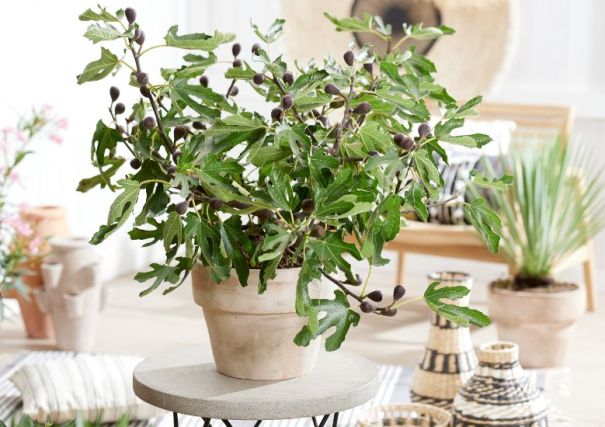 Image shows a dwarf fig tree growing in a cream-coloured pot on a stone-topped table with black metal legs in a conservatory. The background plants and furniture are blurred.