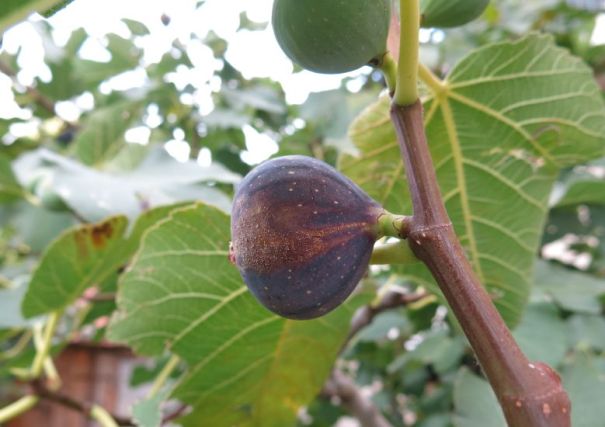 Image shows a close-up on a ripe fig, which is a deep purple-brown. The fig is growing on a brown branch with the undersides of the leathery green fig leaves in the background.