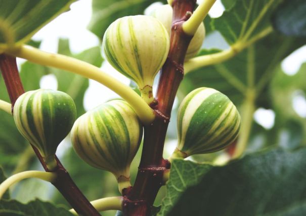 Image shows a close-up on the fabulous fruits of fig tree Panachee. The figs point upwards before they ripen and are bright-green striped with cream, borne on brown branches.
