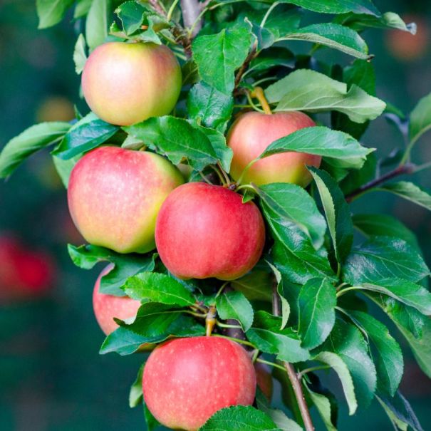 Apple variety gala shown growing on a tree outdoors. The apples are green with a blush of red.