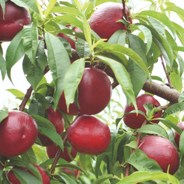 Top ten fruit trees for the UK