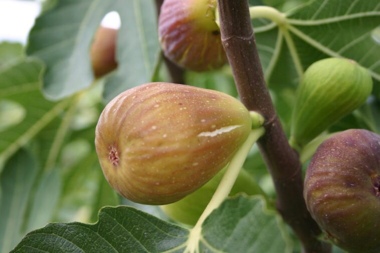 How to grow fig trees