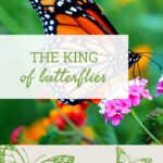 Monarch – King Of The Butterflies