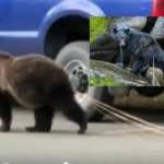 Bear With A 'Tapeworm' Parasite Hanging Out Goes Viral on Twitter and Reddit,