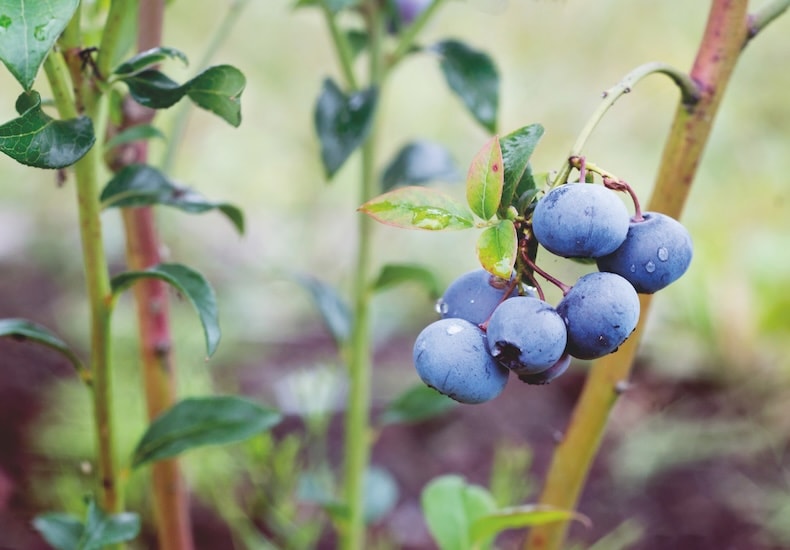 Six blueberries on a stem ready to be harvested - Image Thompson & Morgan