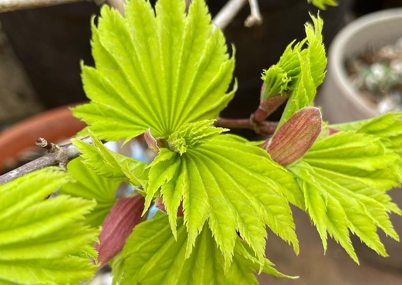 Bright green acer leaves