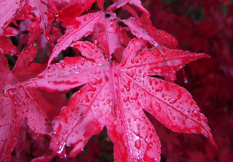 Bright red acer leaves drenched rain