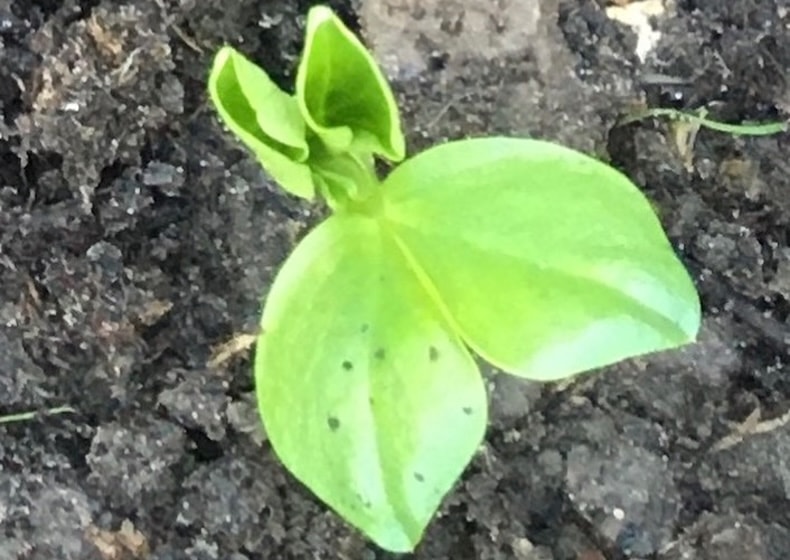 Closeup of broad bean seedling in November garden