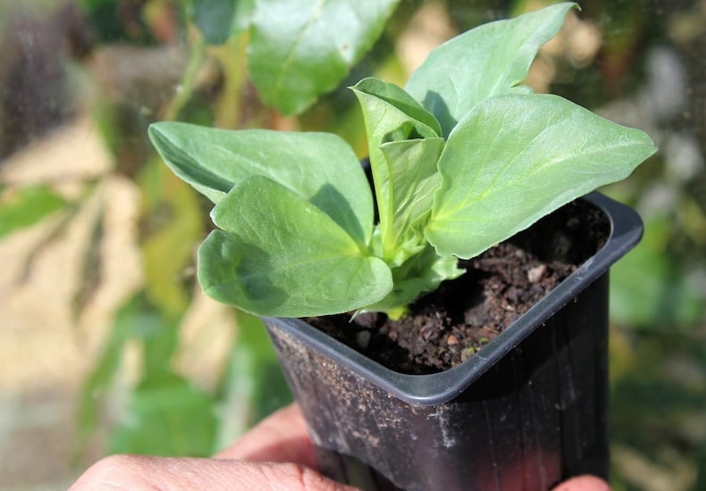 Broad bean seedling in a pot