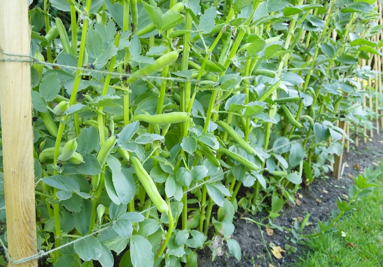 Broad bean growing twine in ground