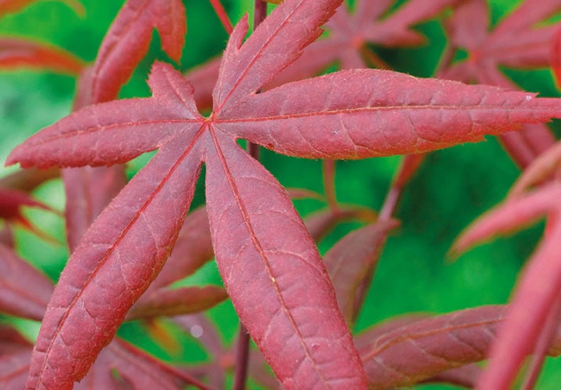 Closeup of red acer leaf