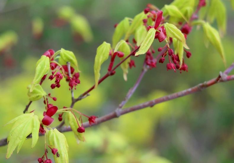 Closeup of red flowers on acers