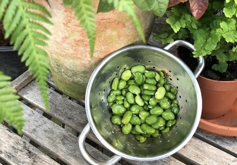 Freshly shelled broad bean with colander