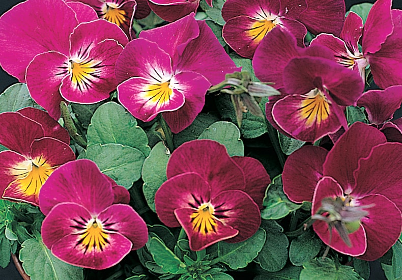 Dark pink pansies with yellow centres
