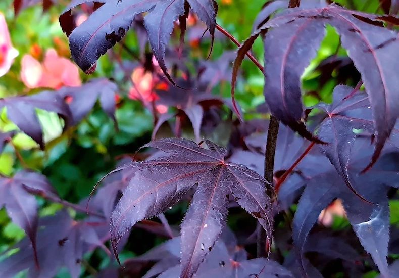 Dark purple acer leaves