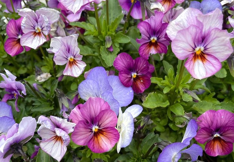 Different coloured pansies