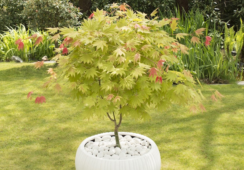 Green acer in white container with white stones
