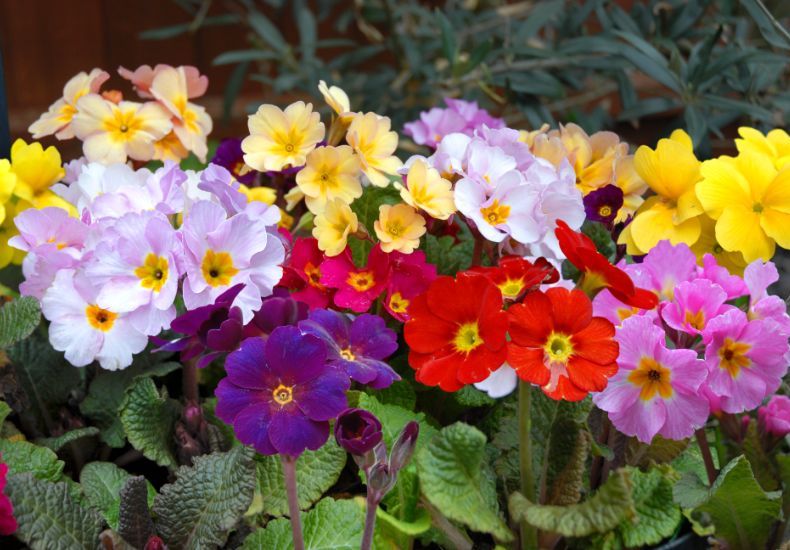 Colourful polyanthus flowers