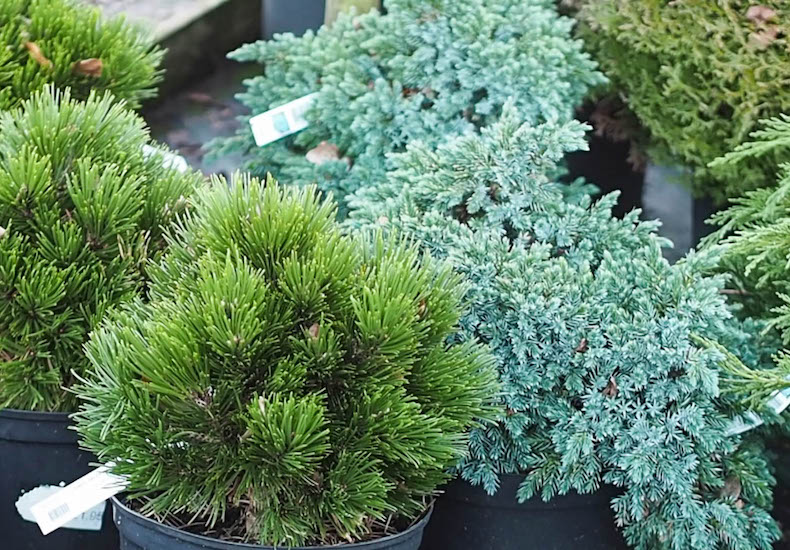 Group of dwarf conifers