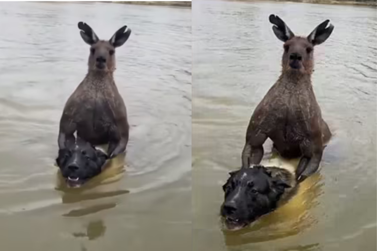 Heroic Man Takes on Kangaroo in Daring Rescue of Beloved Dog!